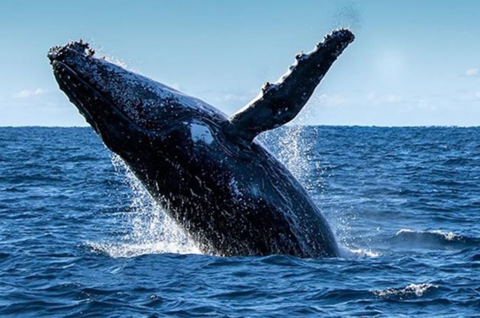 El Tour TODO INCLUIDO de Avistamiento de Ballenas en Bahía Málaga 2026: Salida Garantizada desde Bogotá 🐳