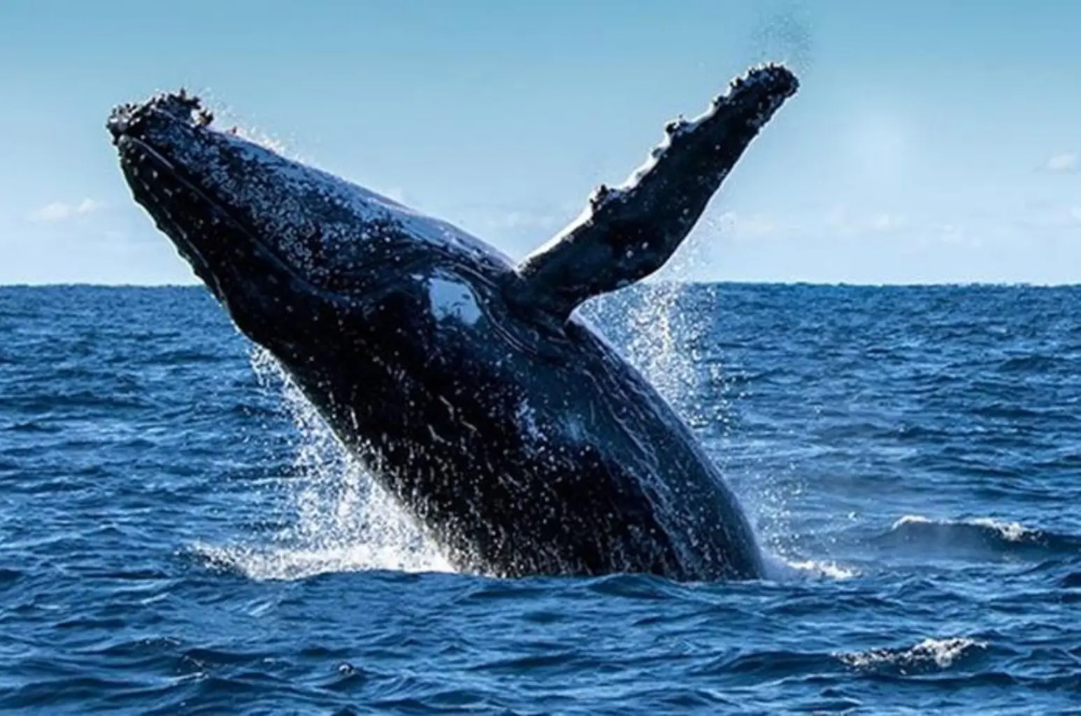 ¿Cuándo es la temporada de ballenas en Colombia?